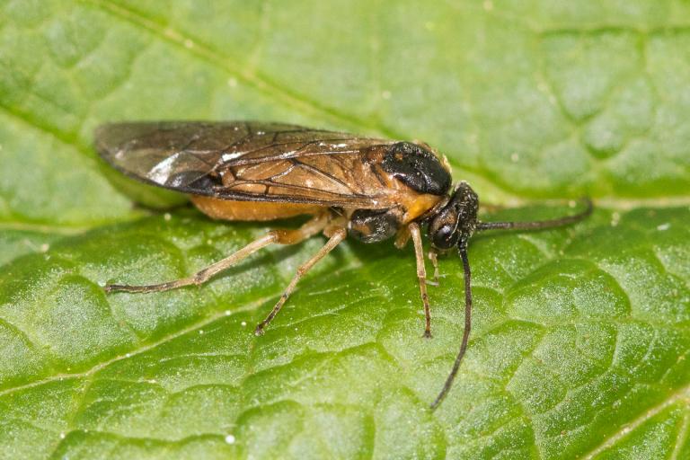 Rifsþéla – Nematus  ribesii