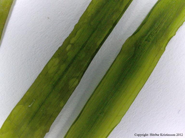 Mynd af Sverðnykru (Potamogeton compressus)