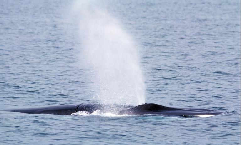Langreyður (Balaenoptera physalus)