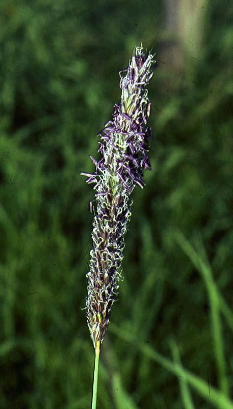 Mynd af Háliðagrasi (Alopecurus pratensis)