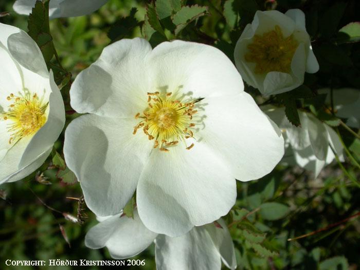 Mynd af Þyrnirós (Rosa pimpinellifolia)