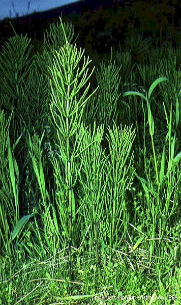 Mynd af Klóelfting (Equisetum arvense)