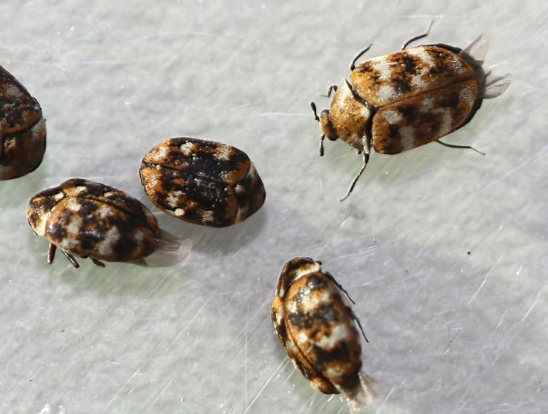 Teppagæra – Anthrenus verbasci