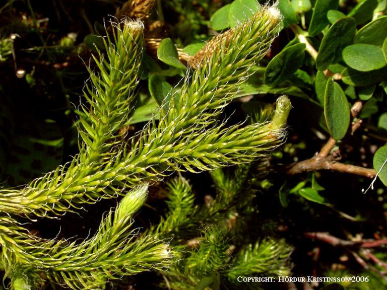 Mynd af Burstajafna (Lycopodium clavatum)