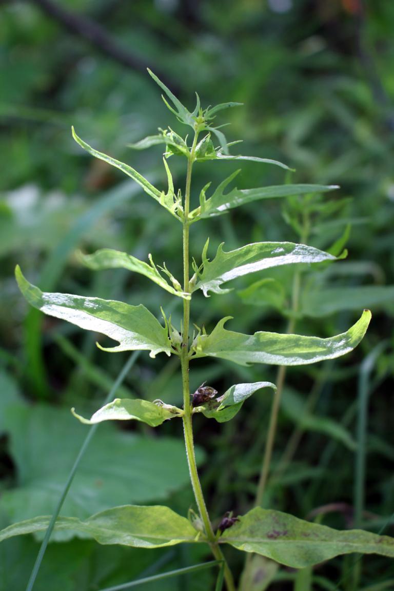 Mynd af Engjakambjurt (Melampyrum pratense)