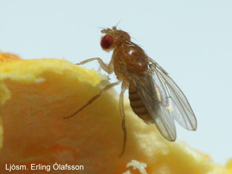 Ediksgerla - Drosophila melanogaster