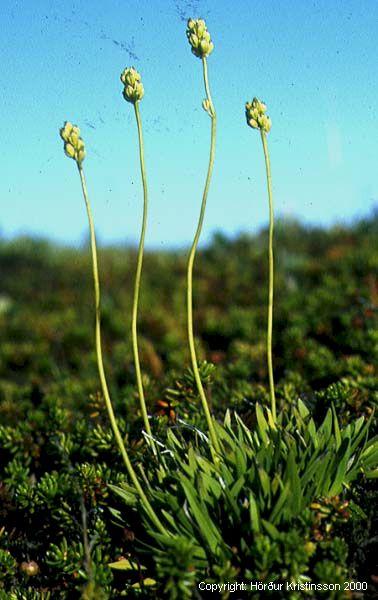 Mynd af Sýkigrasi (Tofieldia pusilla)