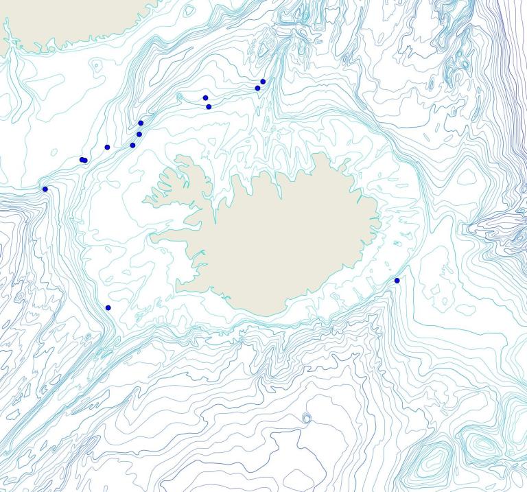 Asconema foliatum (Asconema foliatum) | Náttúrufræðistofnun