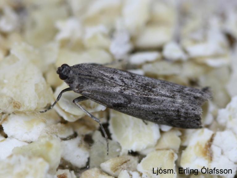 Kornglæða - Ephestia kuehniella