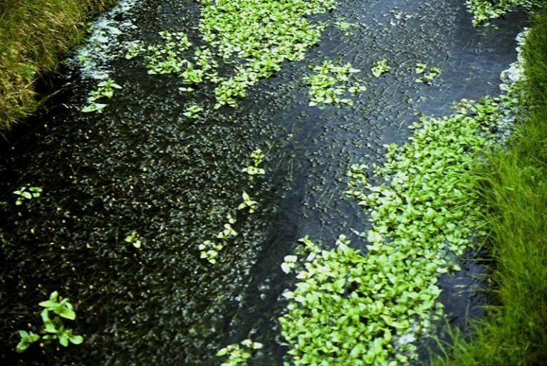 Mynd af Laugadeplu (Veronica anagallis-aquatica)