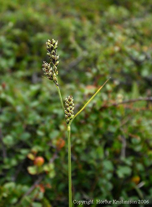 Mynd af hrísastör (Carex adelostoma)