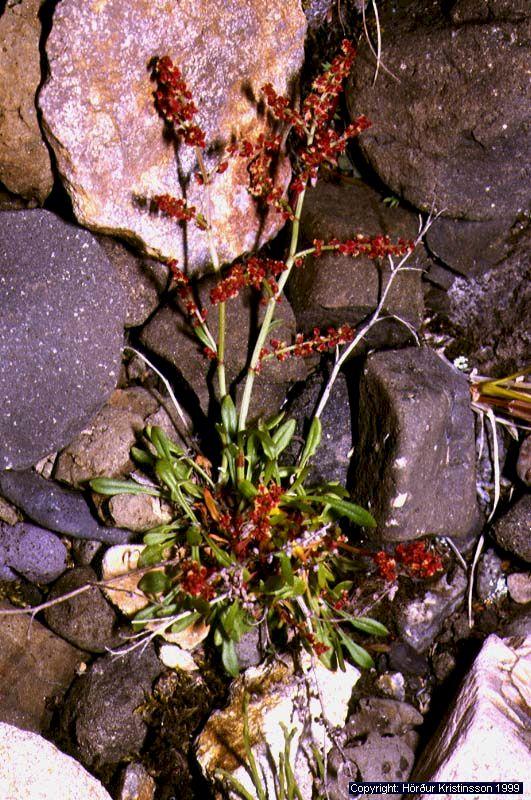 Mynd af Hundasúru (Rumex acetosella)