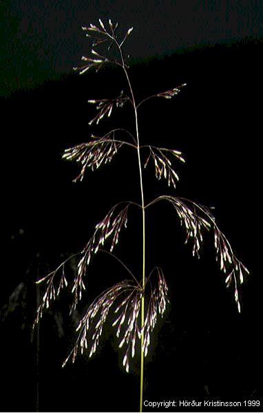 Mynd af Snarrótarpunti (Deschampsia cespitosa)