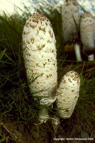 Mynd af Ullblekli (Coprinus comatus)