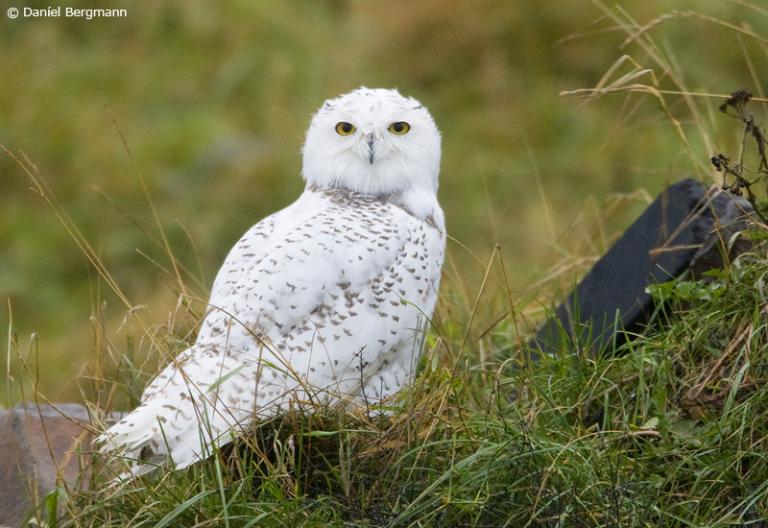 Snæugla (Bubo scandiacus)