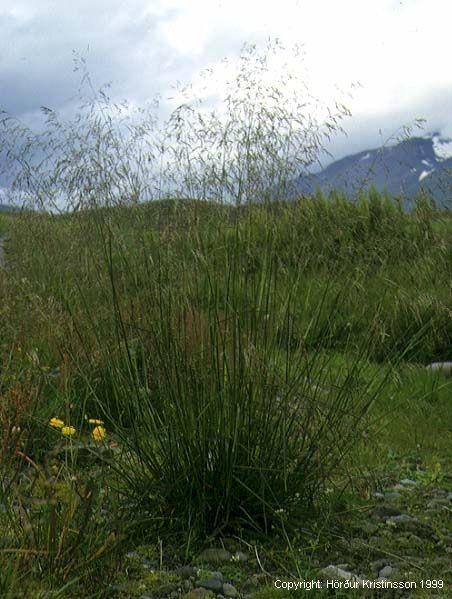 Mynd af Snarrótarpunti (Deschampsia cespitosa)