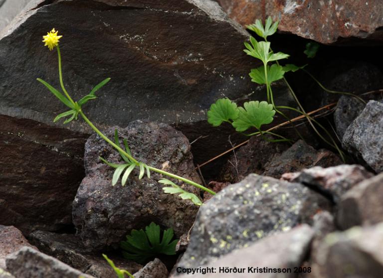 Mynd af Sifjarsóley (Ranunculus auricombus)