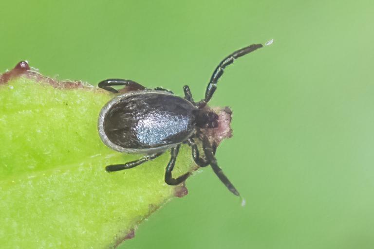 Skógarmítill (Ixodes ricinus) | Náttúrufræðistofnun