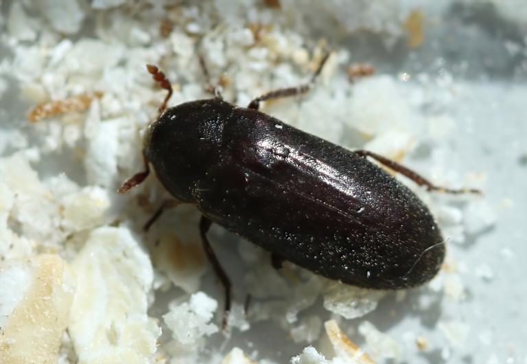 Nágæra – Dermestes peruvianus