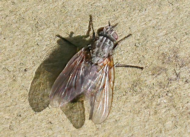 Gistifluga – Helina annosa