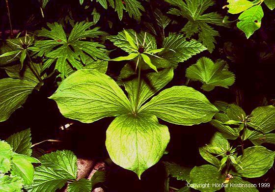 Mynd af Ferlaufungi (Paris quadrifolia)