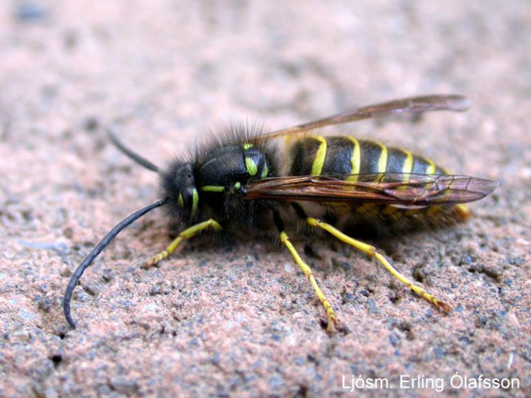Holugeitungur - Vespula vulgaris