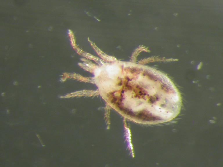 Rottumítill – Ornithonyssus bacoti