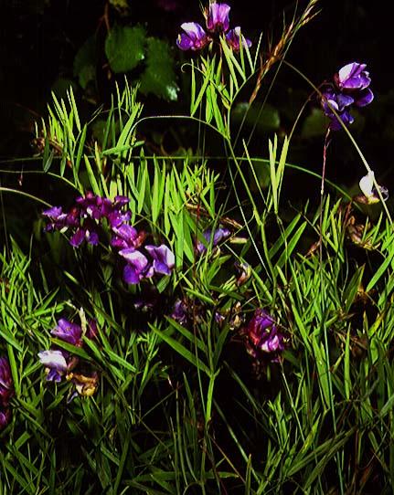 Mynd af Mýraertum (Lathyrus palustris)