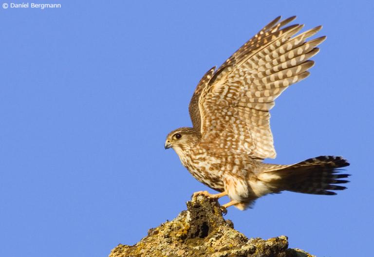 Smyrill (Falco columbarius)