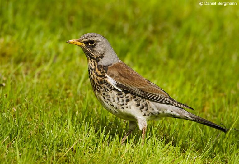 Gráþröstur (Turdus pilaris)