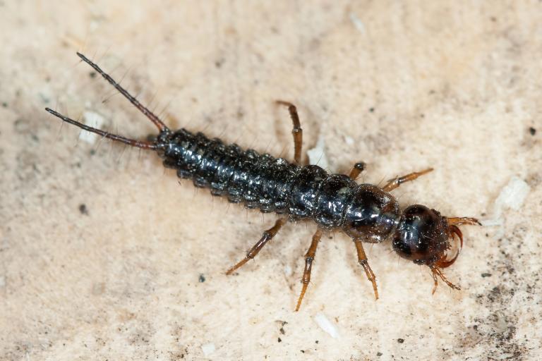 Járnsmiður – Nebria rufescens