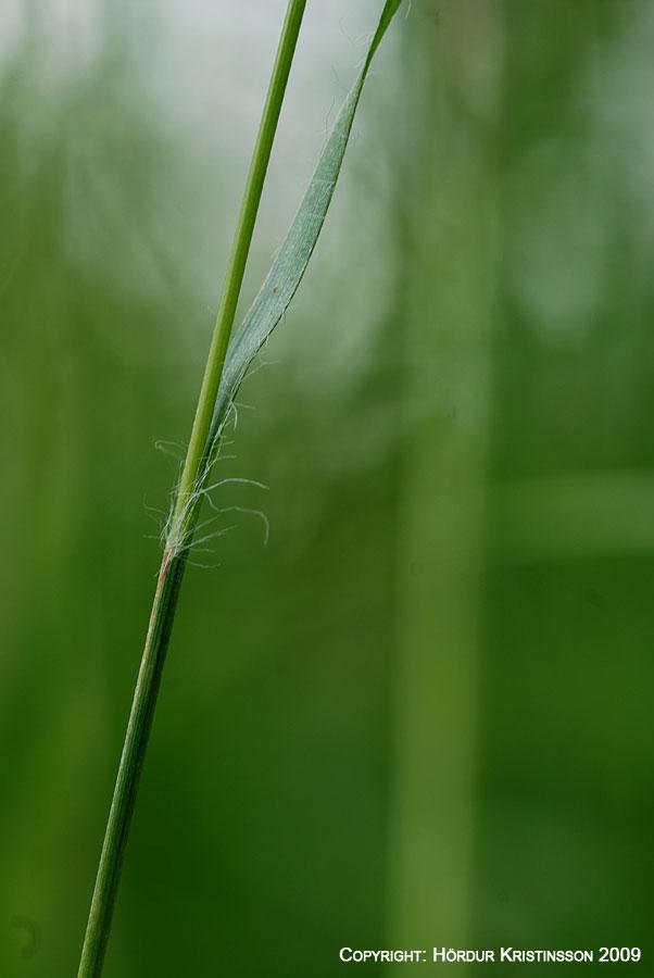 Mynd af Vallhæru (Luzula multiflora)