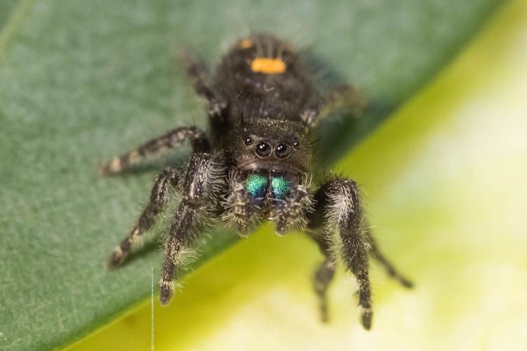 Krúnukönguló – Phidippus audax