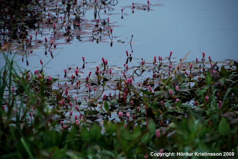 Mynd af Tjarnablöðku (Persicaria amphibia)