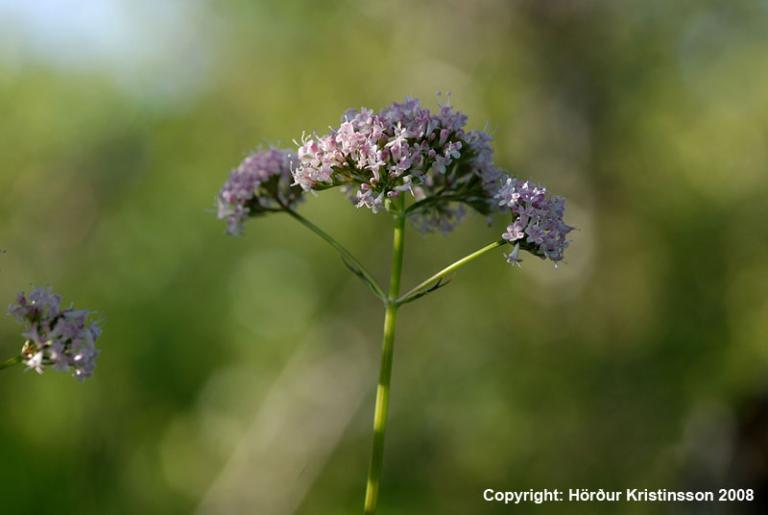 Mynd af Hagabrúðu (Valeriana sambucifolia)