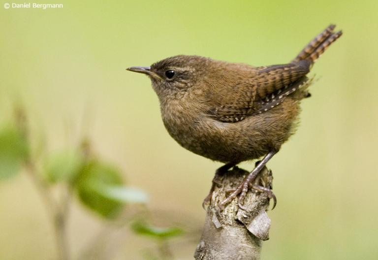 Músarrindill (Troglodytes troglodytes)