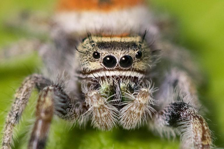 Þrúgukönguló – Phidippus johnsoni