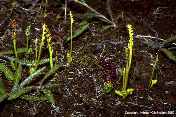 Mynd af Dvergtungljurt (Botrychium simplex)