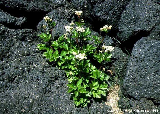 Mynd af Sæhvönn (Ligusticum scoticum)