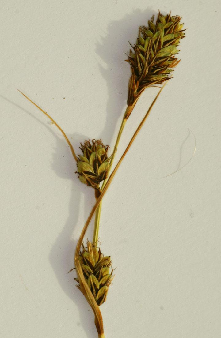 Mynd af klumbustör (Carex buxbaumii)