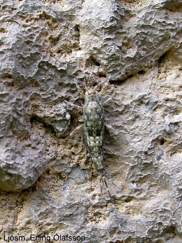 Kampaskotta - Petrobius brevistylis Kampaskotta - Petrobius brevistylis