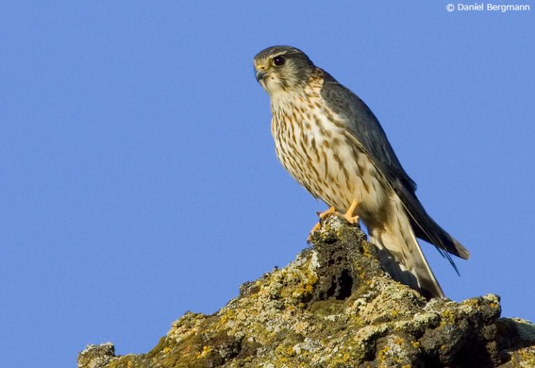 Smyrill (Falco columbarius)