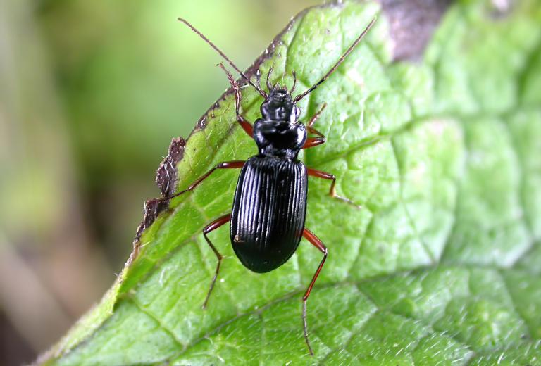 Járnsmiður – Nebria rufescens