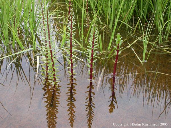 Mynd af Flæðalófæti (Hippuris tetraphylla)