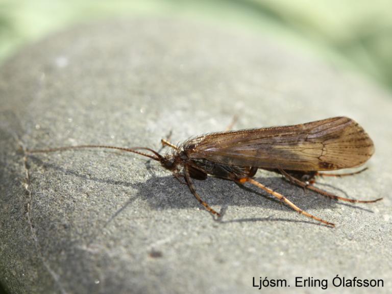 Lindabytta - Limnephilus affinis