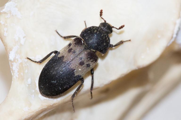 Fleskgæra – Dermestes lardarius