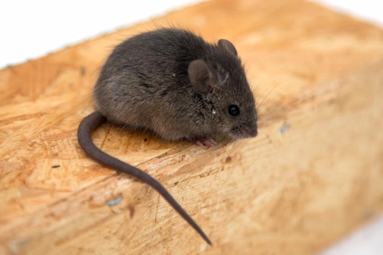 Húsamús (Mus musculus)