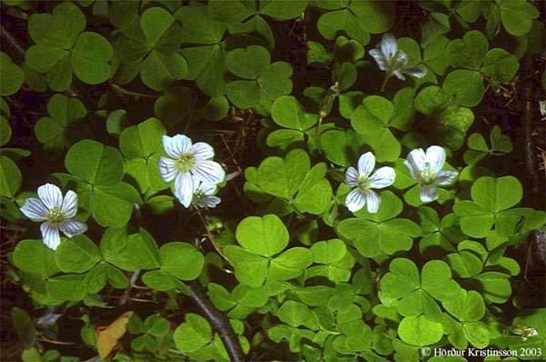 Mynd af Súrsmæru (Oxalis acetosella)