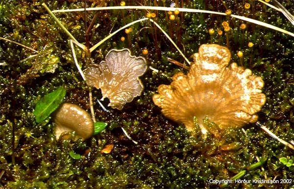 Mynd af Dýjaleppur (Arrhenia lobata) Mynd af Dýjaleppur (Arrhenia lobata)