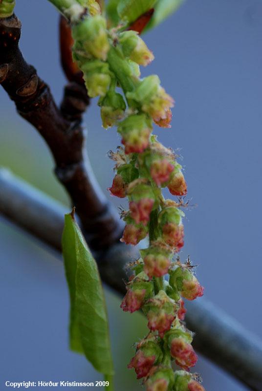 Mynd af Alaskaösp (Populus trichocarpa)